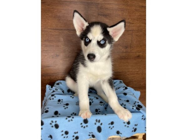 Siberian Husky DOG Female Black / White 2477 Petland Florence, Kentucky