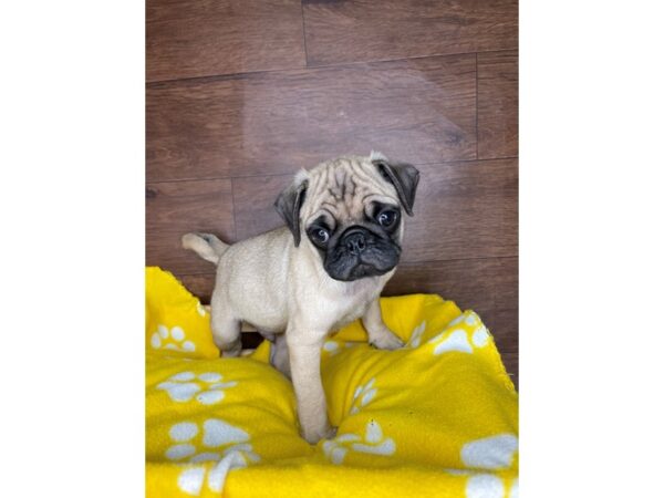 Pug-DOG-Male-Fawn-2487-Petland Florence, Kentucky
