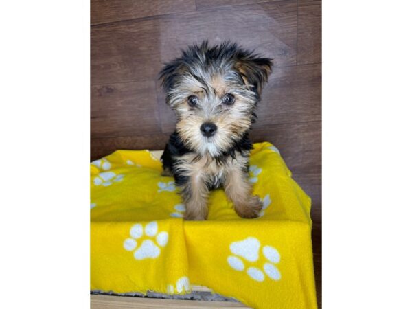 Yorkshire Terrier DOG Female Black / Tan 2485 Petland Florence, Kentucky