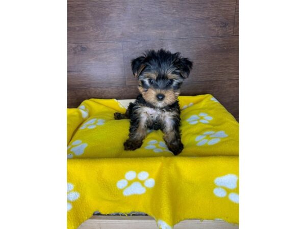 Yorkshire Terrier-DOG-Male-Black / Tan-2486-Petland Florence, Kentucky