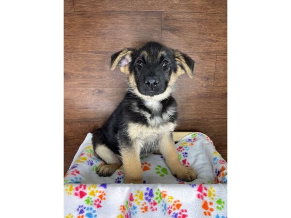 German Shepherd Dog DOG Female Black / Tan 2479 Petland Florence, Kentucky