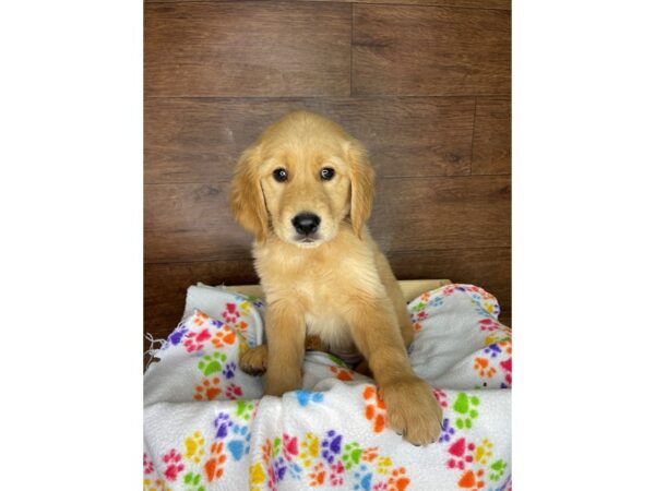 Golden Retriever DOG Female Golden 2476 Petland Florence, Kentucky