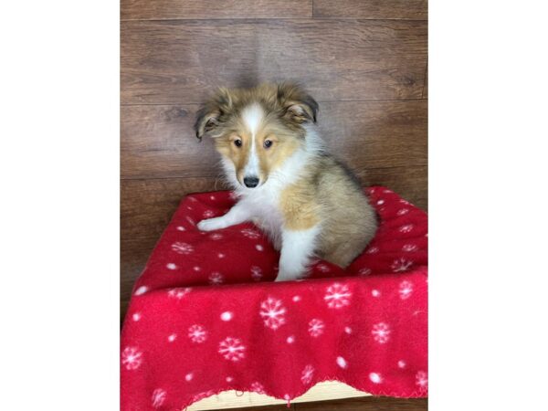 Shetland Sheepdog DOG Male Sable / White 2489 Petland Florence, Kentucky