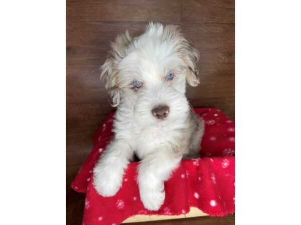 Aussiedoodle Mini-DOG-Male-Red Merle-2481-Petland Florence, Kentucky