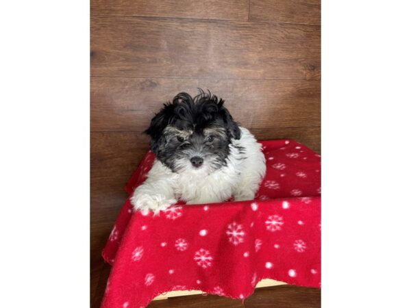 Maltipoo DOG Male Black / White 2483 Petland Florence, Kentucky