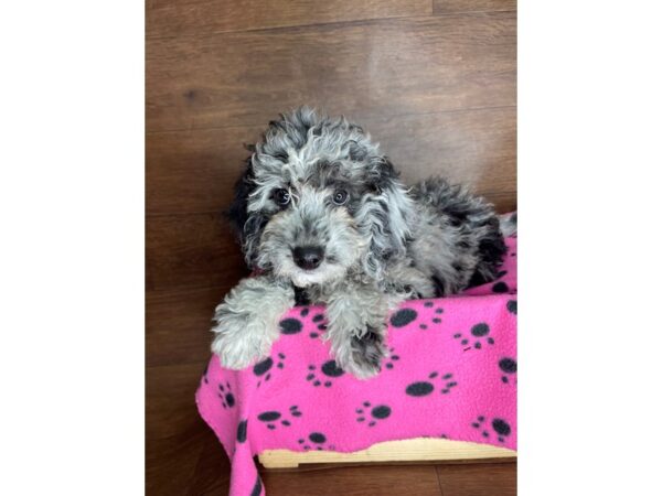 Miniature Goldendoodle Puppy Merle ID 2491 Located at Petland Florence Kentucky