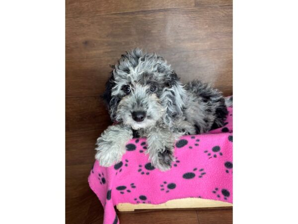 Miniature Goldendoodle DOG Female Merle 2491 Petland Florence, Kentucky