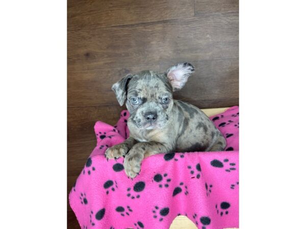 Frenchton DOG Female Blue Merle 2490 Petland Florence, Kentucky