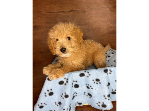 Miniature Goldendoodle-DOG-Male-Apricot-2492-Petland Florence, Kentucky