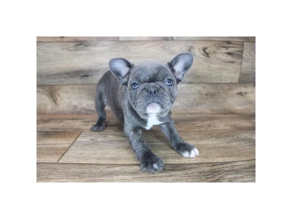 French Bulldog-DOG-Female-Blue Brindle-2497-Petland Florence, Kentucky