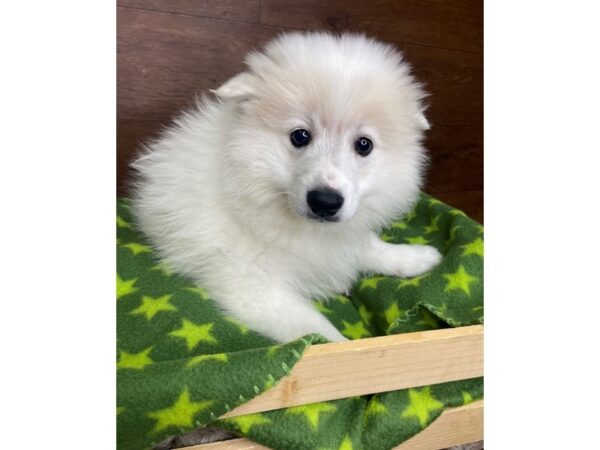 American Eskimo Dog-DOG-Male-White-2494-Petland Florence, Kentucky