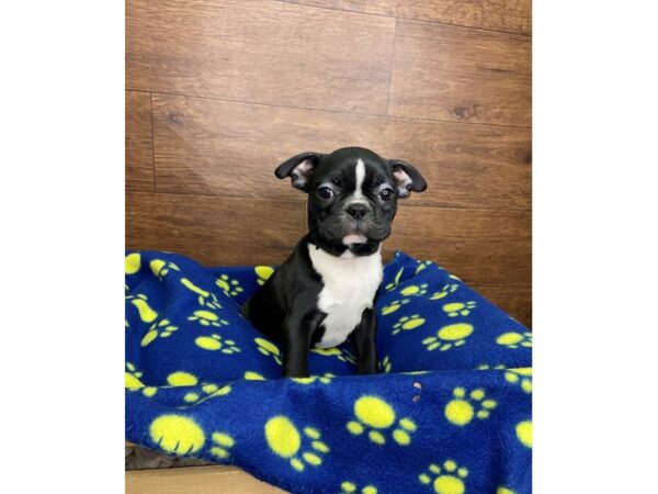 Boston Terrier DOG Female Black / White 2498 Petland Florence, Kentucky