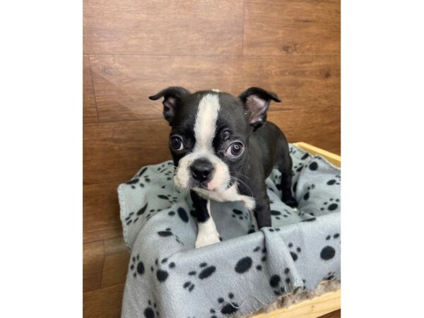 Boston Terrier DOG Male Black / White 2493 Petland Florence, Kentucky