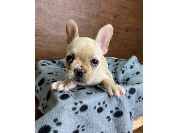 French Bulldog-DOG-Female-Cream-2496-Petland Florence, Kentucky