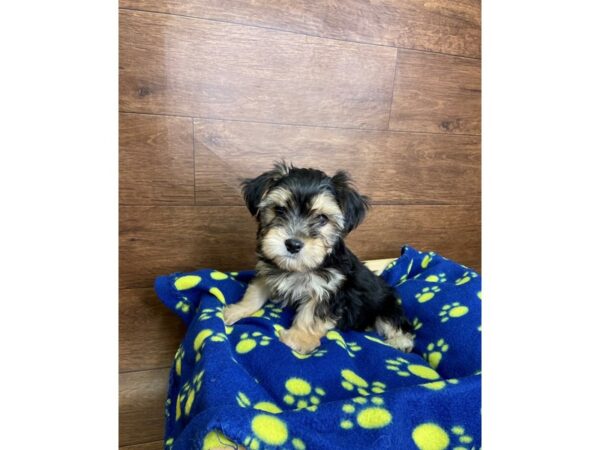 Morkie DOG Male Black / Tan 2500 Petland Florence, Kentucky