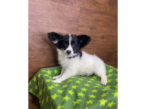 Papillon DOG Male Black / White 2495 Petland Florence, Kentucky