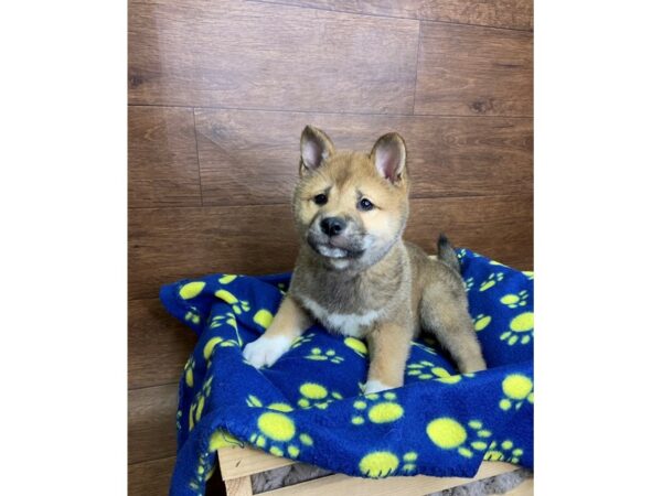 Shiba Inu DOG Male Red Sesame / White 2499 Petland Florence, Kentucky