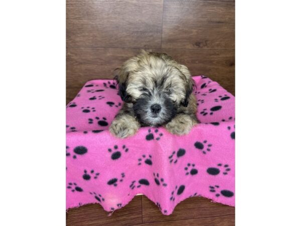 Teddy Bear-DOG-Male-Brown-2502-Petland Florence, Kentucky