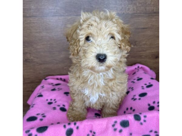 Havapoo-DOG-Female-Red-2504-Petland Florence, Kentucky