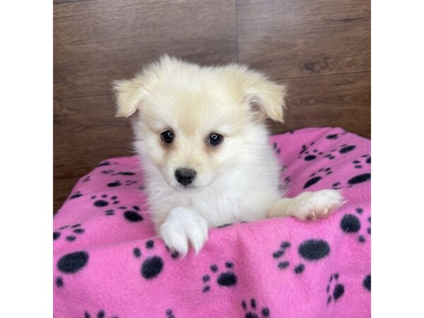 Pomeranian DOG Female Cream 2503 Petland Florence, Kentucky