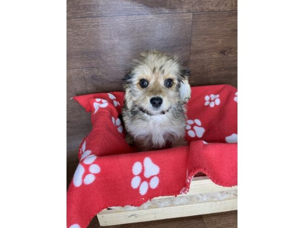 Chiweenie-DOG-Female-Sable-2508-Petland Florence, Kentucky