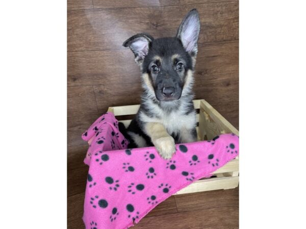German Shepherd Dog-DOG-Female-Black / Tan-2509-Petland Florence, Kentucky