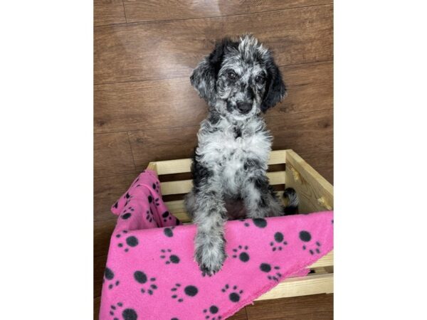 Labradoodle DOG Female Blue Merle 2510 Petland Florence, Kentucky