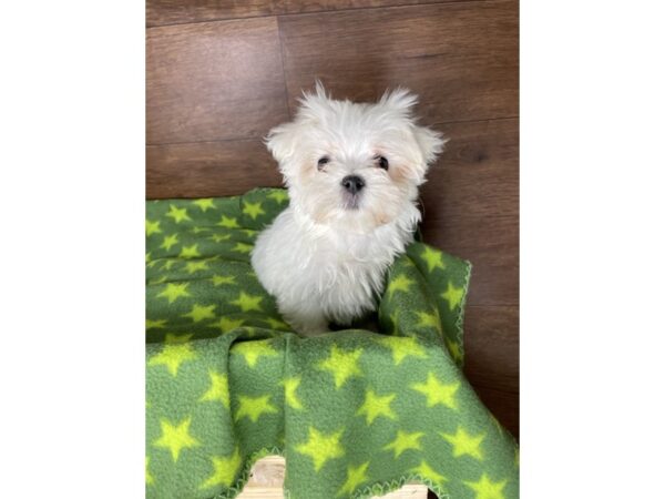 Maltese-DOG-Male-White-2512-Petland Florence, Kentucky