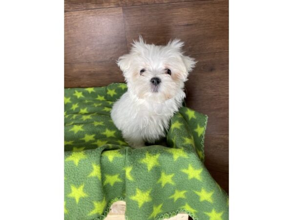 Maltese DOG Male White 2512 Petland Florence, Kentucky