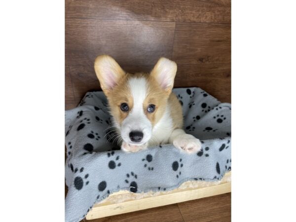 Pembroke Welsh Corgi DOG Male Red / White 2516 Petland Florence, Kentucky