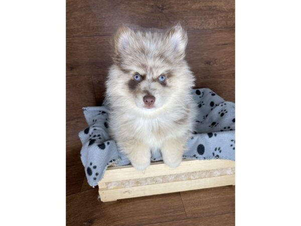 Pomsky DOG Female Chocolate Merle 2515 Petland Florence, Kentucky