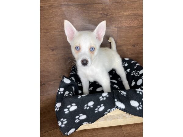 Pomsky-DOG-Female-Cream-2506-Petland Florence, Kentucky