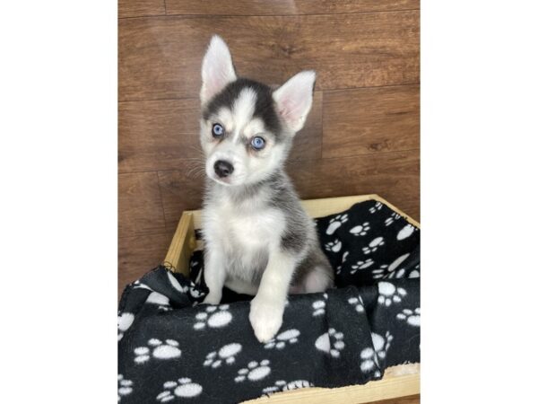 Pomsky DOG Male Black and White 2507 Petland Florence, Kentucky