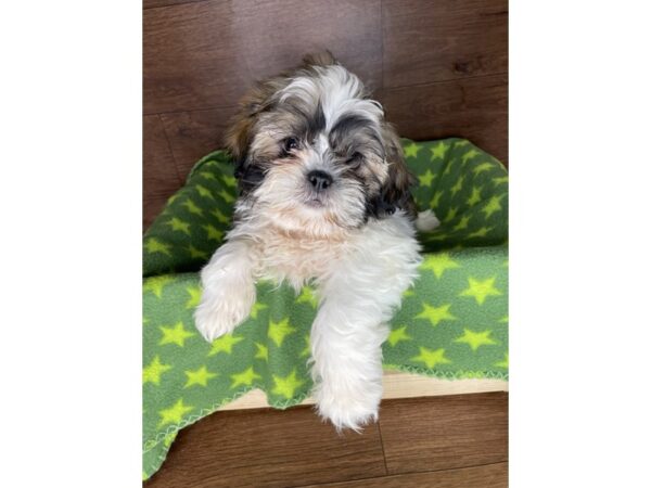 Shih Tzu-DOG-Male-Gold / White-2513-Petland Florence, Kentucky