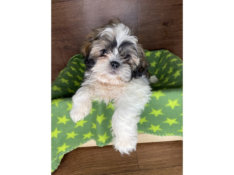 Gold and white shih tzu puppies for sales sale