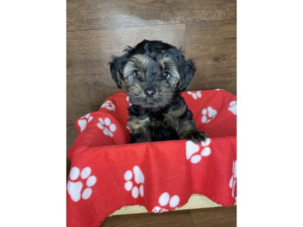 Yorkiepoo DOG Male Black / Tan 2511 Petland Florence, Kentucky