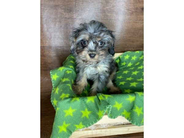 Cavapoo DOG Male Blue Merle / Tan 2518 Petland Florence, Kentucky