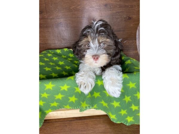 Havanese-DOG-Female-Chocolate White Tan-2517-Petland Florence, Kentucky