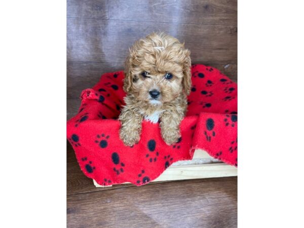 Cavapoo DOG Female Red 2520 Petland Florence, Kentucky