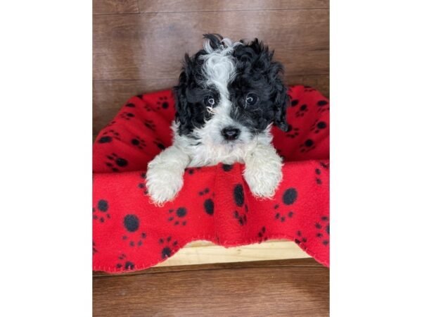 Cavapoo DOG Male Black / White 2521 Petland Florence, Kentucky