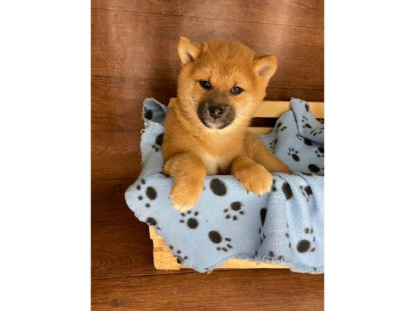 Shiba Inu DOG Male Red 2522 Petland Florence, Kentucky