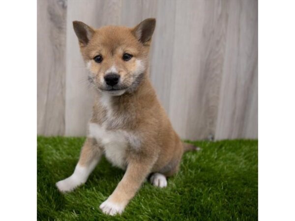 Shiba Inu DOG Male Red 2526 Petland Florence, Kentucky