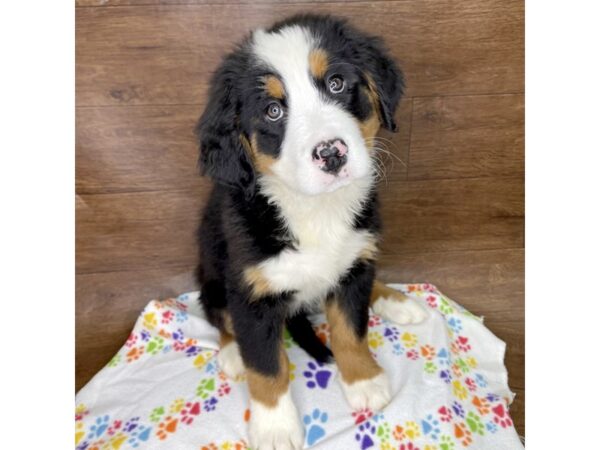 Bernese Mountain Dog DOG Female Tri Colored 2524 Petland Florence, Kentucky