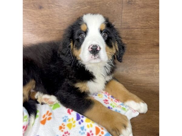 Bernese Mountain Dog DOG Female Tri Colored 2525 Petland Florence, Kentucky