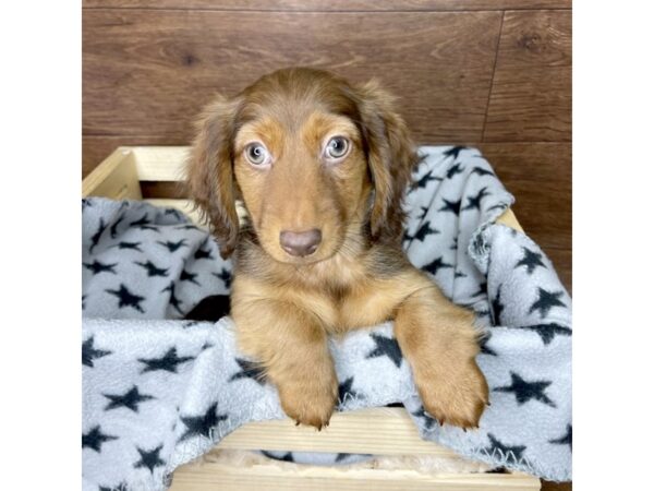 Dachshund DOG Male Chocolate / Tan 2527 Petland Florence, Kentucky