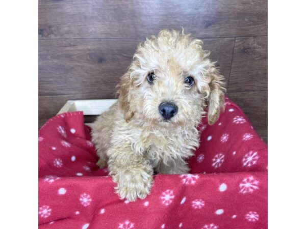 Poodle DOG Male Red 2528 Petland Florence, Kentucky