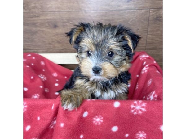 Yorkshire Terrier-DOG-Female-Black / Tan-2529-Petland Florence, Kentucky