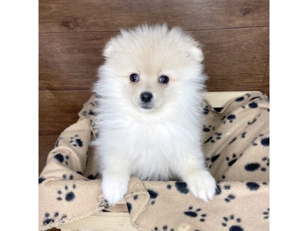 Pomeranian DOG Female Cream 2530 Petland Florence, Kentucky