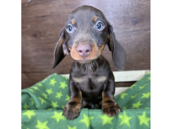 Dachshund DOG Male Chocolate / Tan 2536 Petland Florence, Kentucky