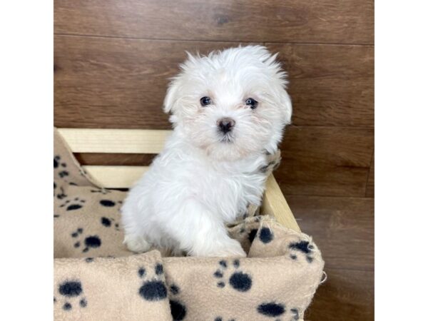 Maltese-DOG-Female-White-2535-Petland Florence, Kentucky